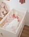 Bed- en parkbeschermers, roos