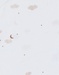 Set van 2 katoenen body's met schapenprint
